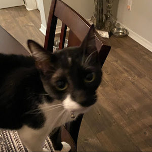 Meet your Posher, Estelle